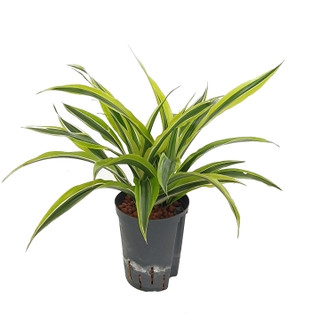 Dracaena der. Lemon Kopf Tuff II 40-50 15/19 - LV-7