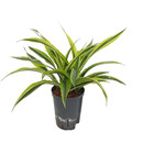 Dracaena der. Lemon Kopf Tuff II 40-50 15/19 - LV-7