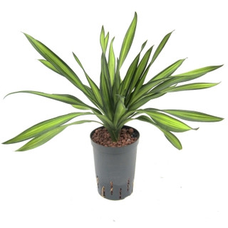 Dracaena Rikkii Kopf Tuff II 30-40 15/19 - LV-8