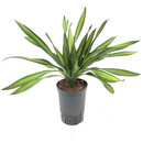 Dracaena Rikkii Kopf Tuff II 30-40 15/19 - LV-8