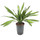 Dracaena Rikkii Kopf Tuff II 30-40 15/19 - LV-8