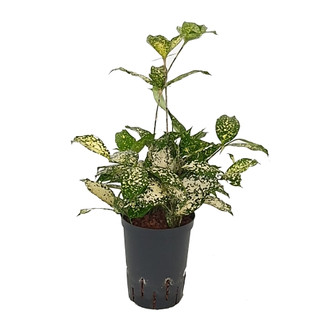 Dracaena Surculosa godseffiana Kopf 40-50 15/19 - LV-7