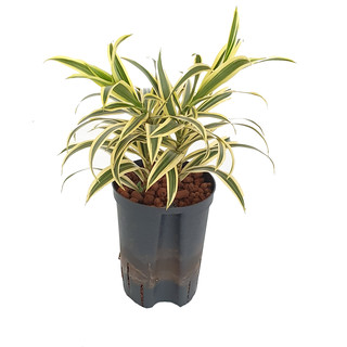 Dracaena reflexa (Pleomele) S.o.India Kopf 2pp 30-40 15/19