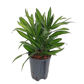 Dracaena reflexa (Pleomele) S.o.Jamaica Kopf 2pp 30-40 15/19