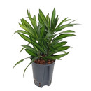 Dracaena reflexa (Pleomele) S.o.Jamaica Kopf 2pp 30-40 15/19