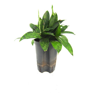 Dracaena Surculosa Kopf 40-50 15/19 - LV-7