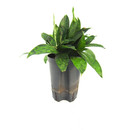 Dracaena Surculosa Kopf 40-50 15/19 - LV-7