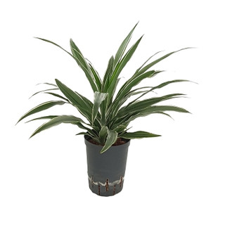 Dracaena der. Warneckii Kopf Tuff II 40-50 15/19 - LV-7