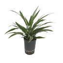 Dracaena der. Warneckii Kopf Tuff II 40-50 15/19 - LV-7