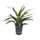 Dracaena der. Warneckii Kopf Tuff II 40-50 15/19 - LV-7