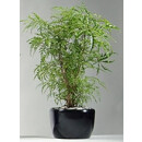 VENUS Keramikgefäß 22/19 schwarz glanz