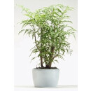 VENUS Keramikgefäß 18/19 weiss glanz