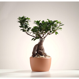 VENUS Keramikgefäß 15/19 terra matt