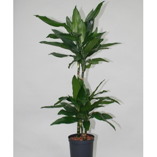 Dracaena der. Janet Lind 45/15 80-100 15/19 - LV-9