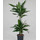 Dracaena der. Janet Lind 45/15 80-100 15/19 - LV-9