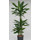 Dracaena der. Janet Lind 60/30/15 100-110 15-18/19 - LV-9