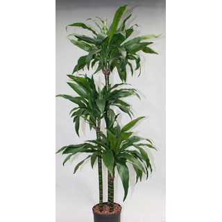 Dracaena der. Janet Lind 90/60/30 130-140 18/19 - LV-9