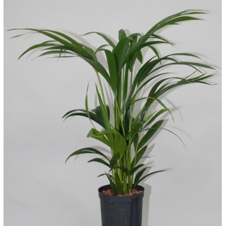 Howeia forsteriana (Kentia) 60-70 5pp  15/19 - LV-9