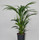 Howeia forsteriana (Kentia) 60-70 5pp  15/19 - LV-9