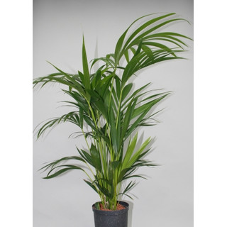 Howeia forsteriana (Kentia) 100-120 6pp  18/19 - LV-9