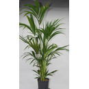 Howeia forsteriana (Kentia) 120-140 6pp  18/19 - LV-9