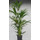 Howeia forsteriana (Kentia) 120-140 6pp  18/19 - LV-9