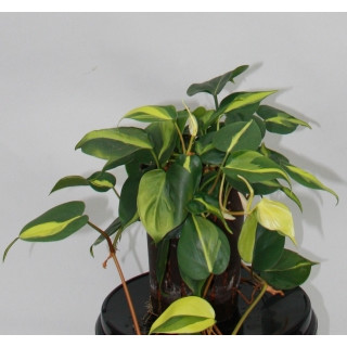 Philodendron scandens Variegata 15/19 - LV-7