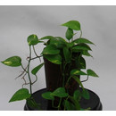 Epipremnum pin. Aureum  15/19 - LV-8