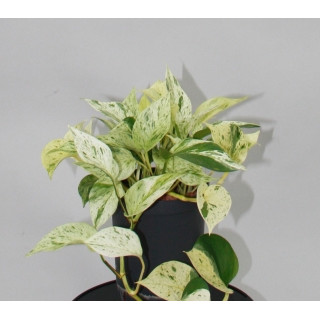 Epipremnum pin. Marble Queen  15/19