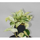 Epipremnum pin. Marble Queen  15/19