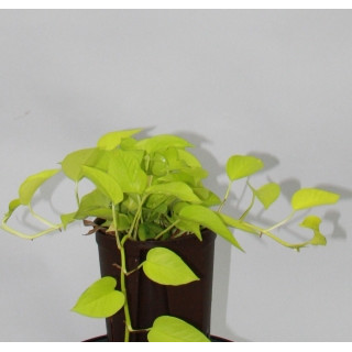 Epipremnum pin. Neon  15/19