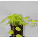 Epipremnum pin. Neon  15/19