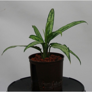 Aglaonema com. Cutless 13/12 - LV-7