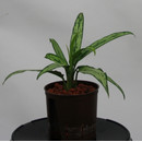 Aglaonema com. Cutless 13/12 - LV-7