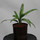 Aglaonema com. Cutless 13/12 - LV-7