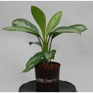 Aglaonema com. Silver Bay 13/12 - LV-9