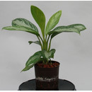 Aglaonema com. Silver Bay 13/12 - LV-9