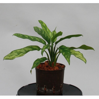 Aglaonema com. Maria 13/12 - LV-9