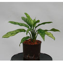 Aglaonema com. Maria 13/12 - LV-9