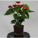 Anthurium andr. ROT 13/12