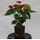 Anthurium andr. ROT 13/12