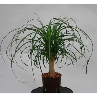 Beaucarnea rec. Stamm 13/12 - LV-3