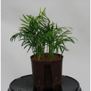 Chamaedorea elegance 13/12 - LV-4