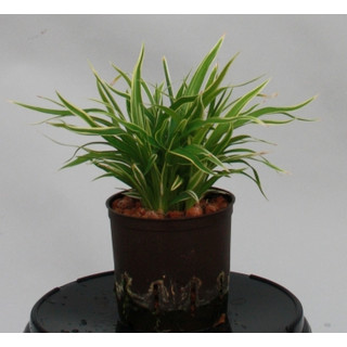 Chlorophytum laxum 13/12 - LV-4