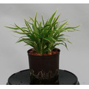 Chlorophytum laxum 13/12 - LV-4