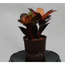 Codiaeum var. Iceton 13/12 - LV-2