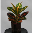 Codiaeum var. Petra 13/12 - LV-2