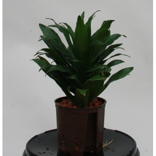 Dracaena der. Janet Craig compacta Kopf 13/12 - LV -8