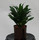 Dracaena der. Janet Craig compacta Kopf 13/12 - LV -8