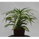 Dracaena der. Malayka Kopf 13/12 - LV-7